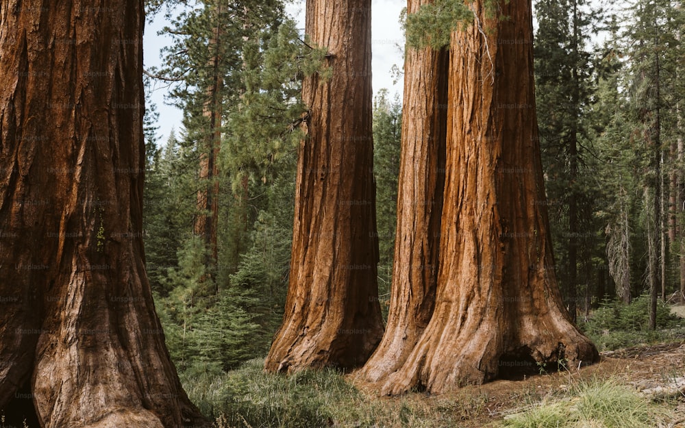 un grupo de árboles en un bosque con el Parque Nacional Sequoia al fondo