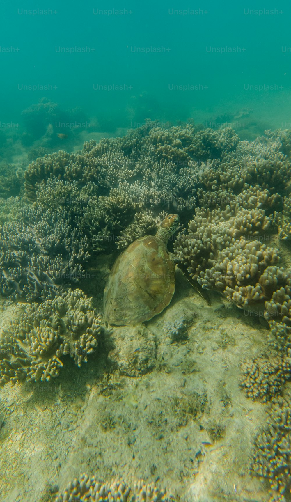 Una tartaruga che nuota nell'oceano