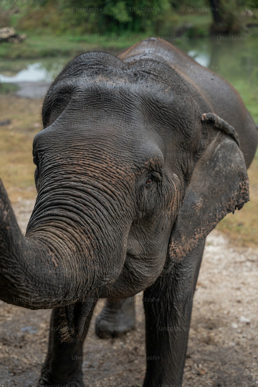 an elephant with its trunk up