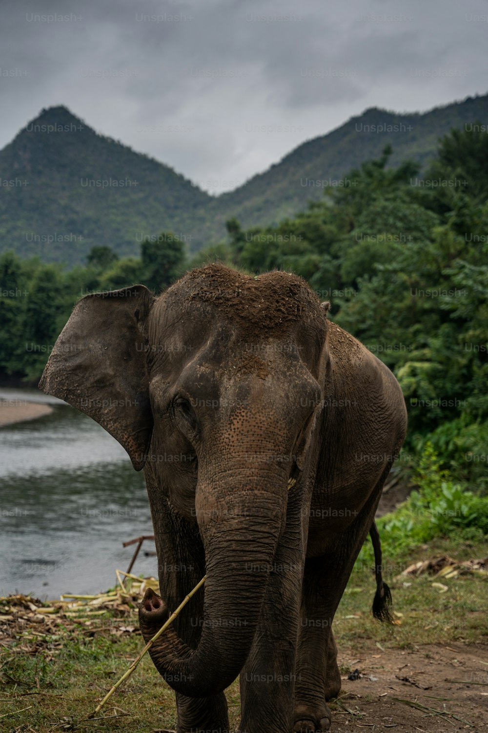 Un éléphant avec un bouquet d’herbe dans la gueule