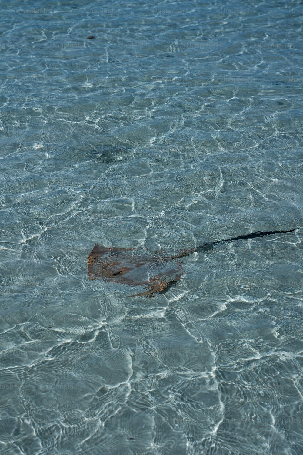 Un poisson dans l’eau