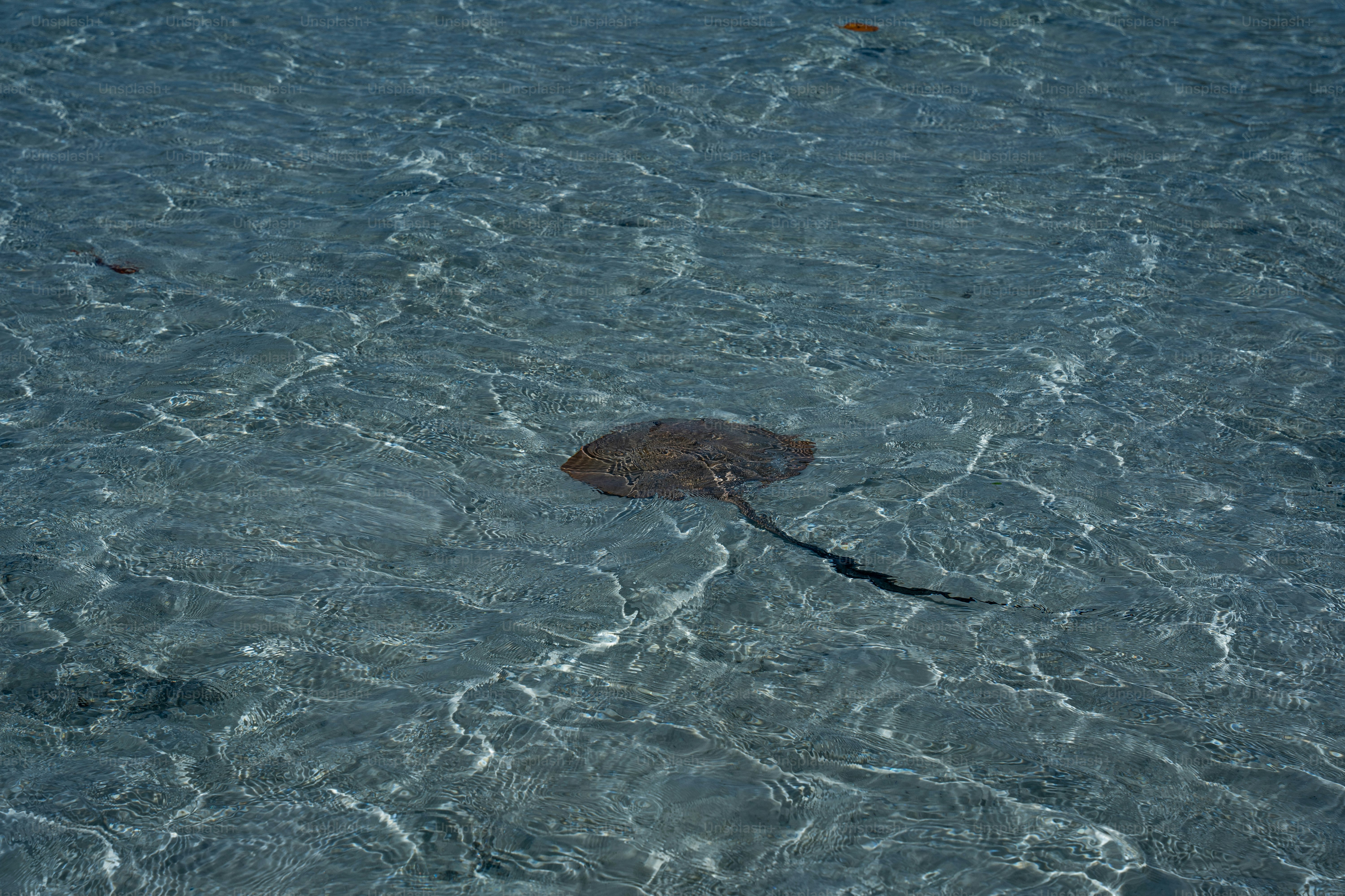 Eine Schildkröte, die im Wasser schwimmt