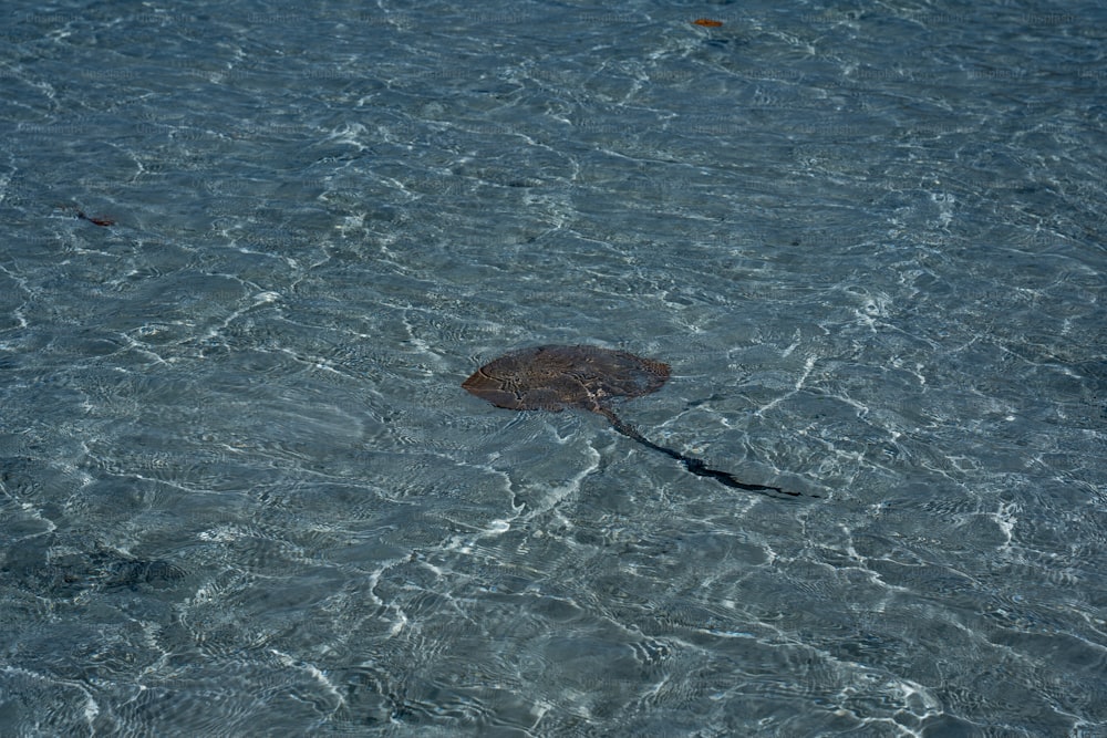 a turtle swimming in water