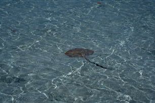 une tortue nageant dans l’eau