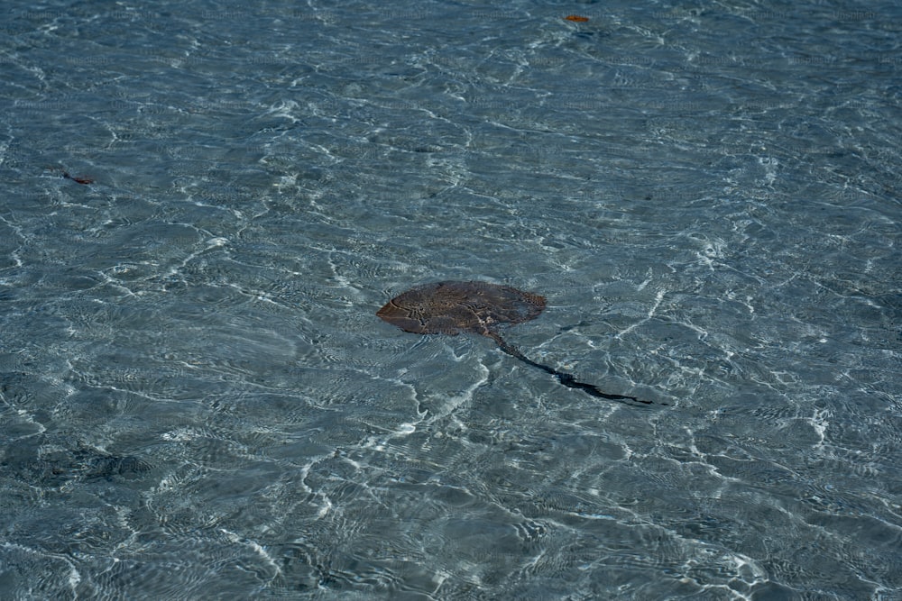 Eine Schildkröte, die im Wasser schwimmt