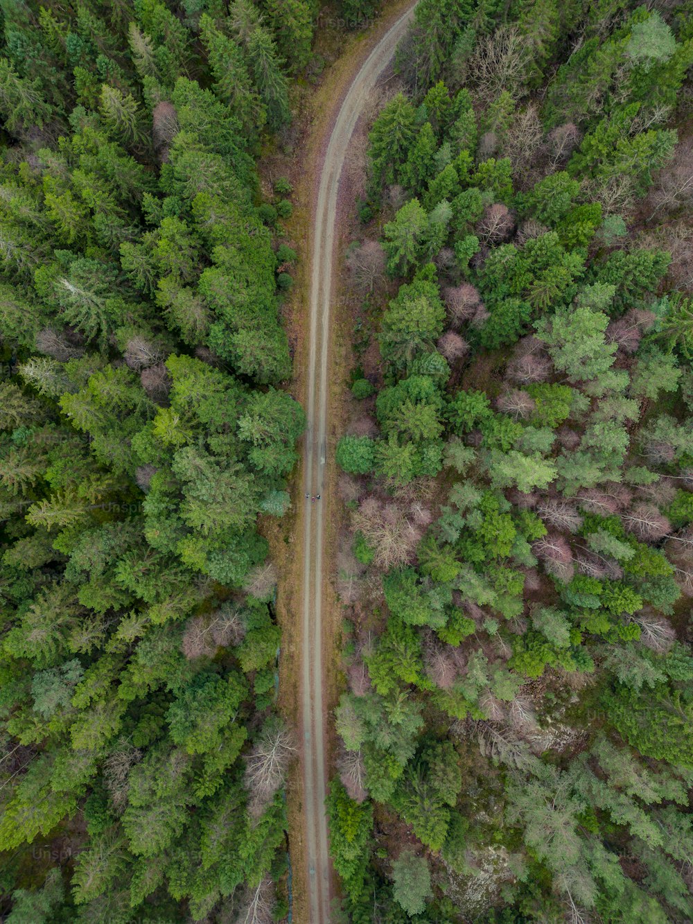 Une route dans une forêt