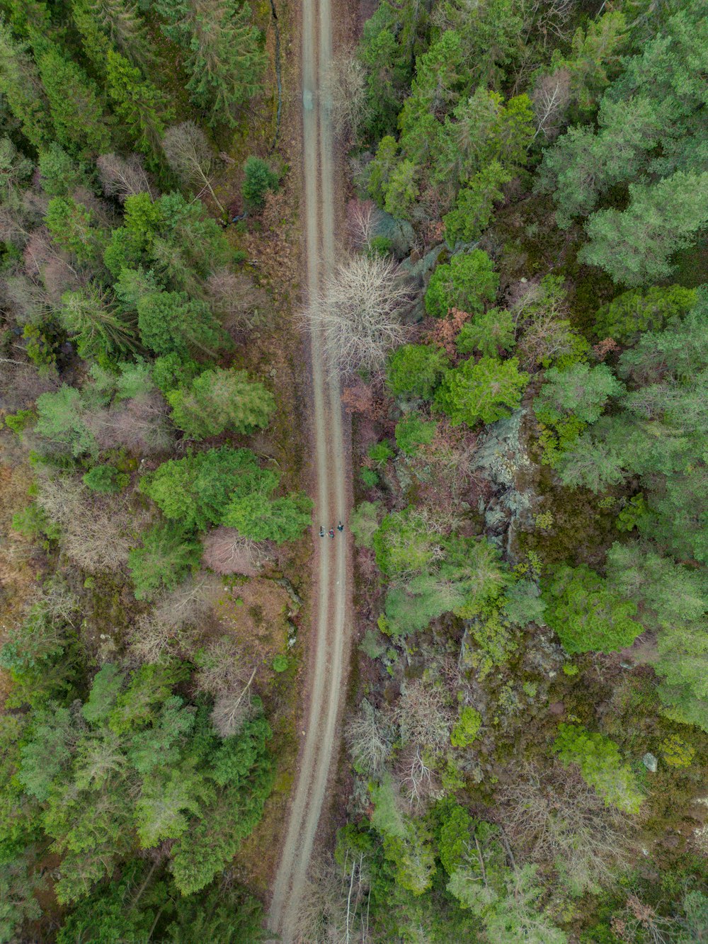Una strada in una foresta