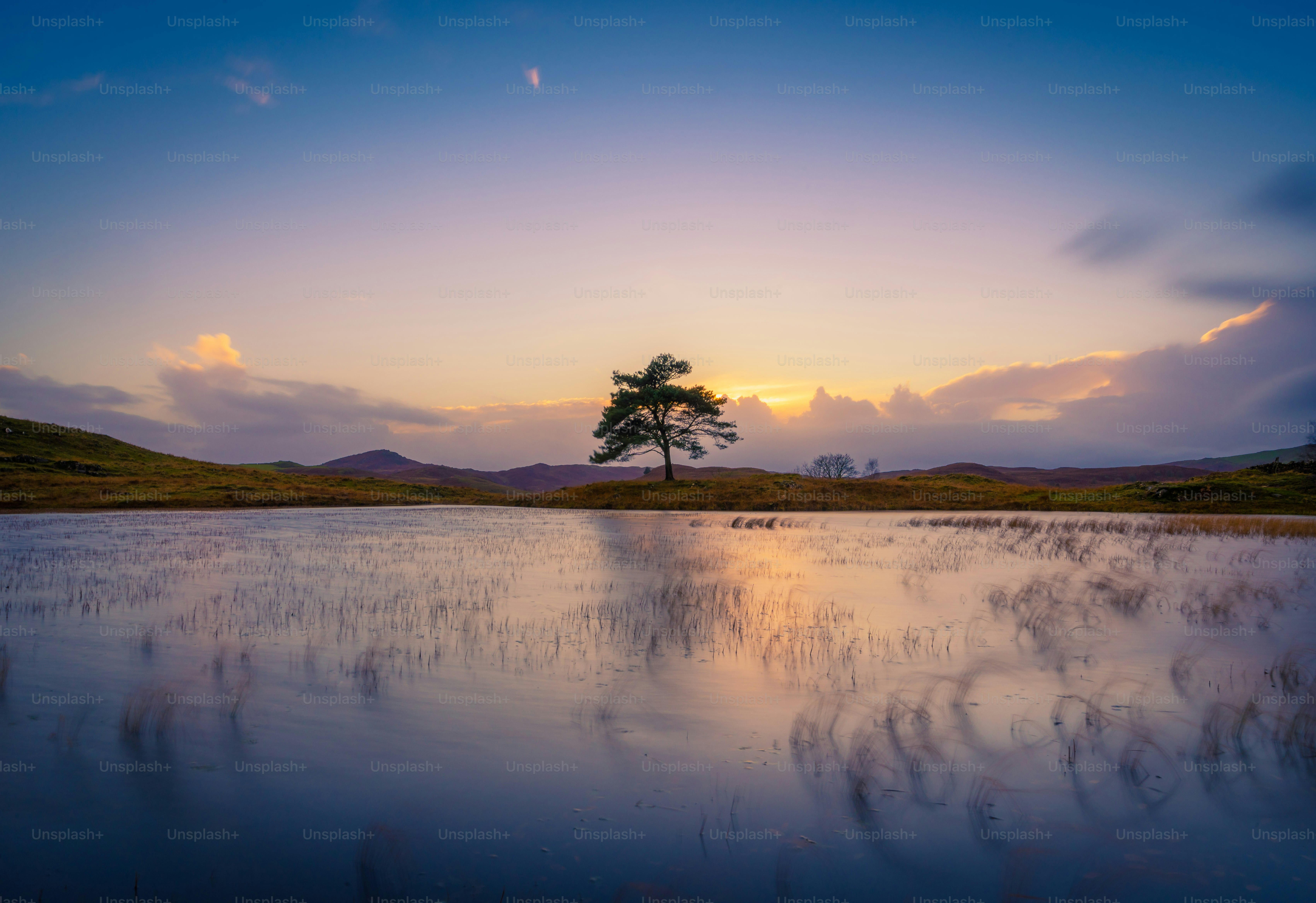 A quiet lakeside at dusk — a willow tree leaning over still water, its branches brushing the surface like fingers tracing forgotten promises.