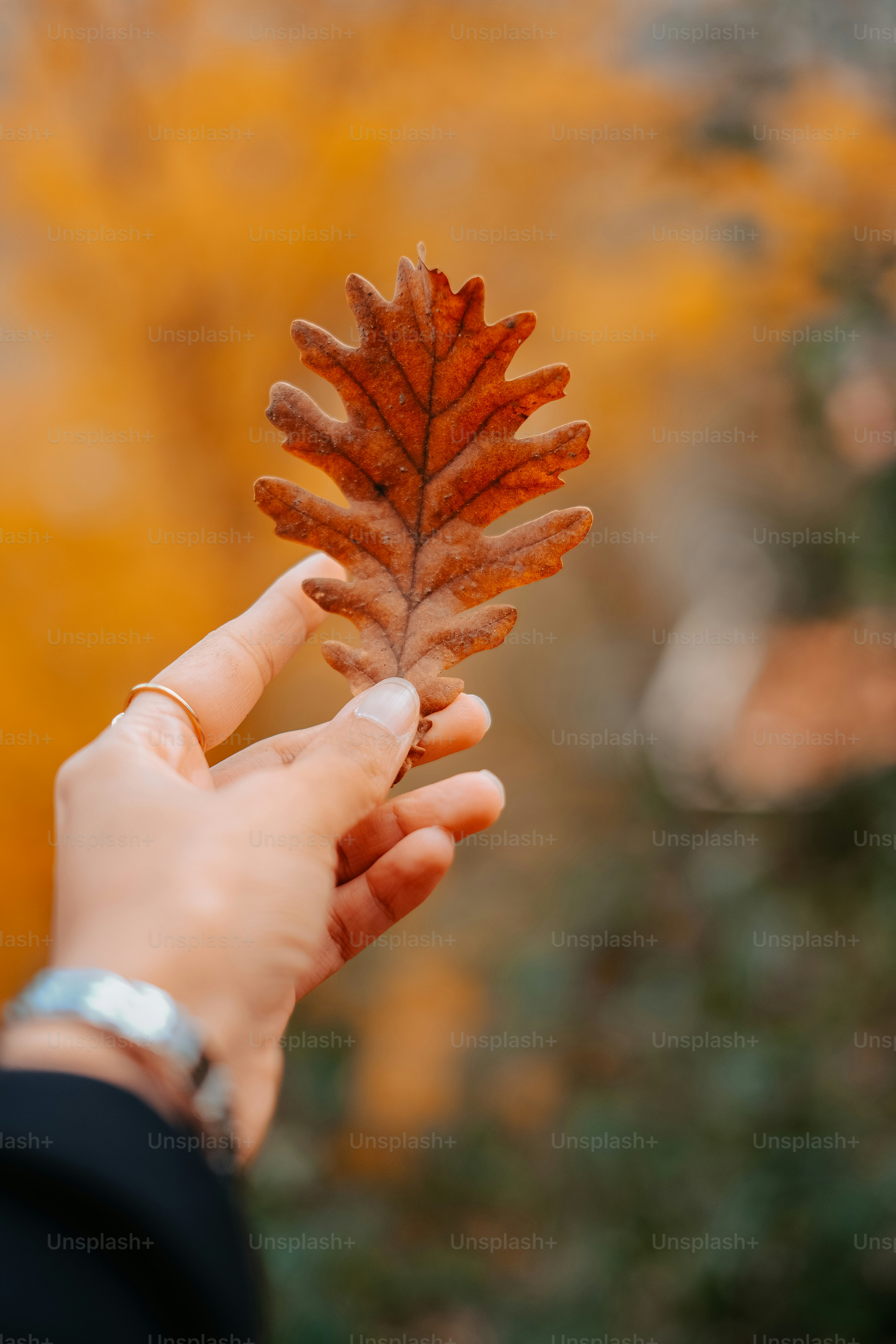 a hand holding a pine cone