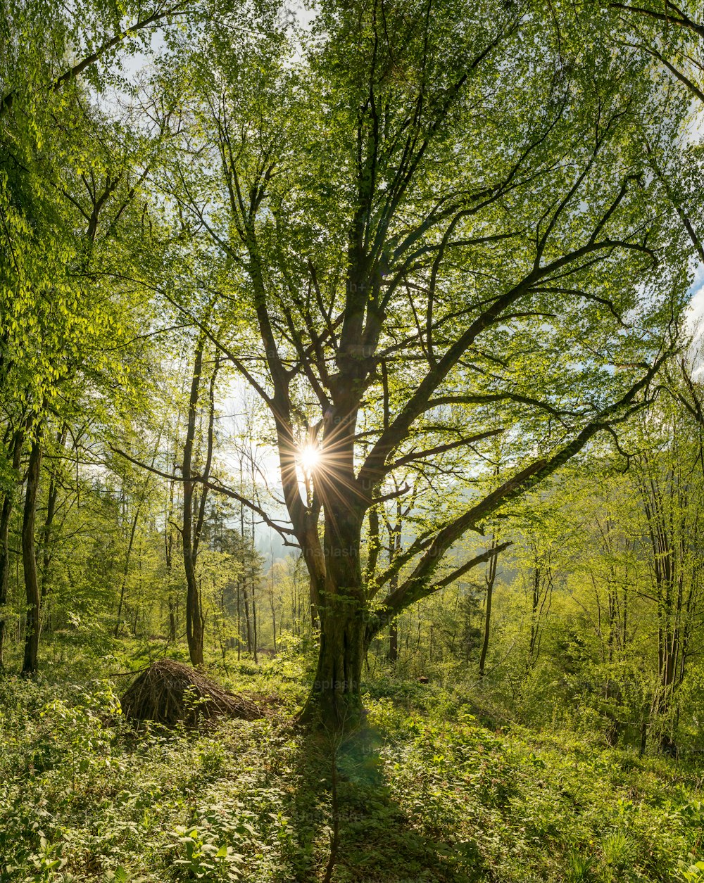 a path through a forest