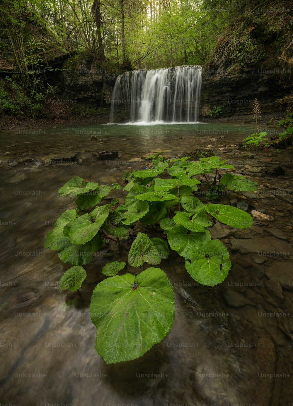 Une cascade dans une forêt