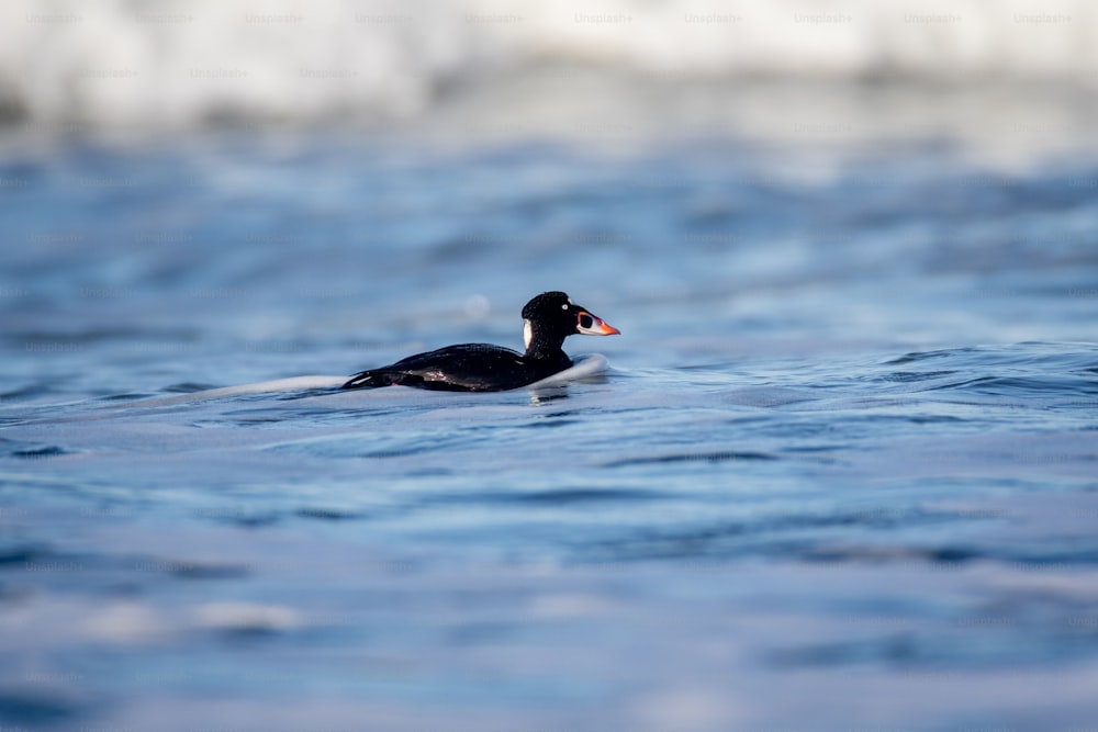 a bird swimming in the water