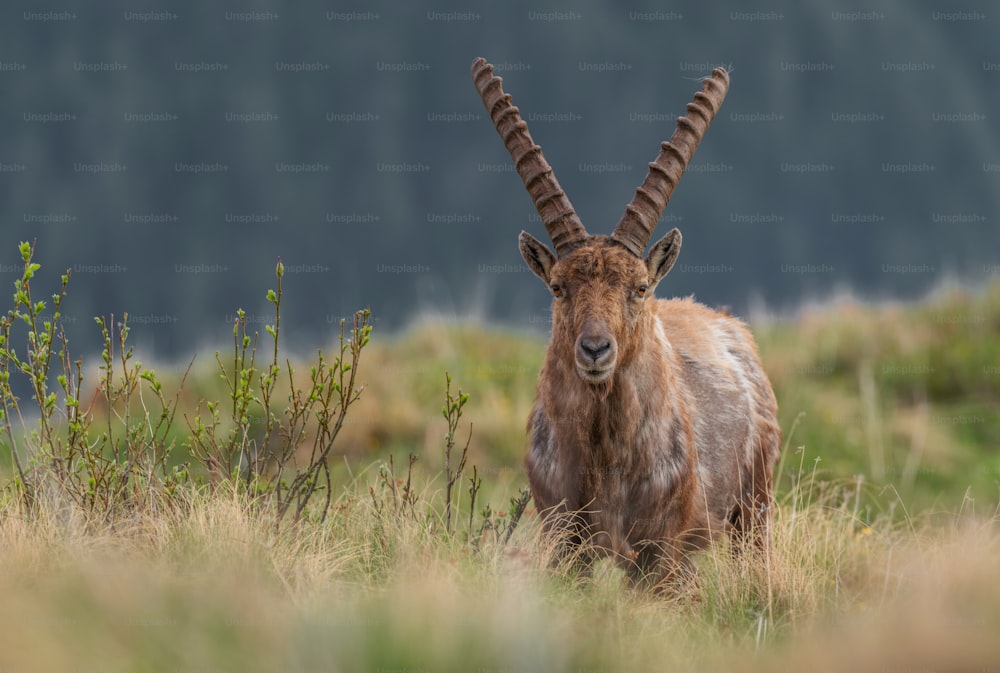 a deer with large antlers in a field