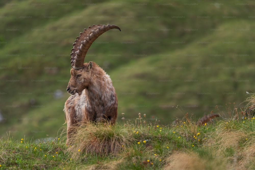 a horned animal with horns