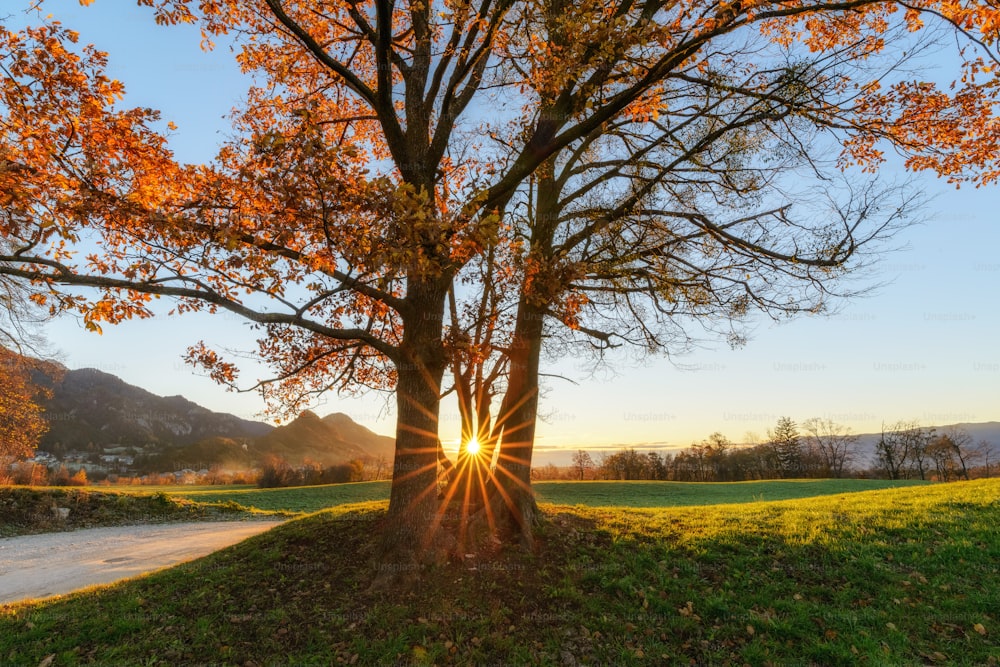 a tree with yellow leaves and a road with grass and trees