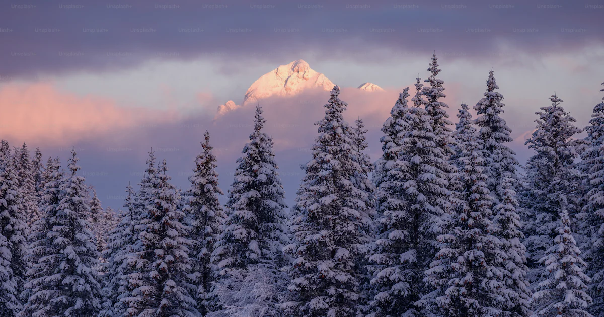 A snowy forest with a pink and purple sky photo – Snowstorm Image on ...