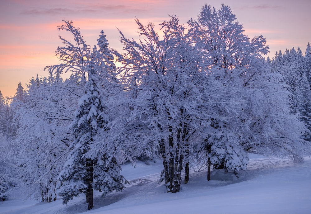 Un grupo de árboles cubiertos de nieve