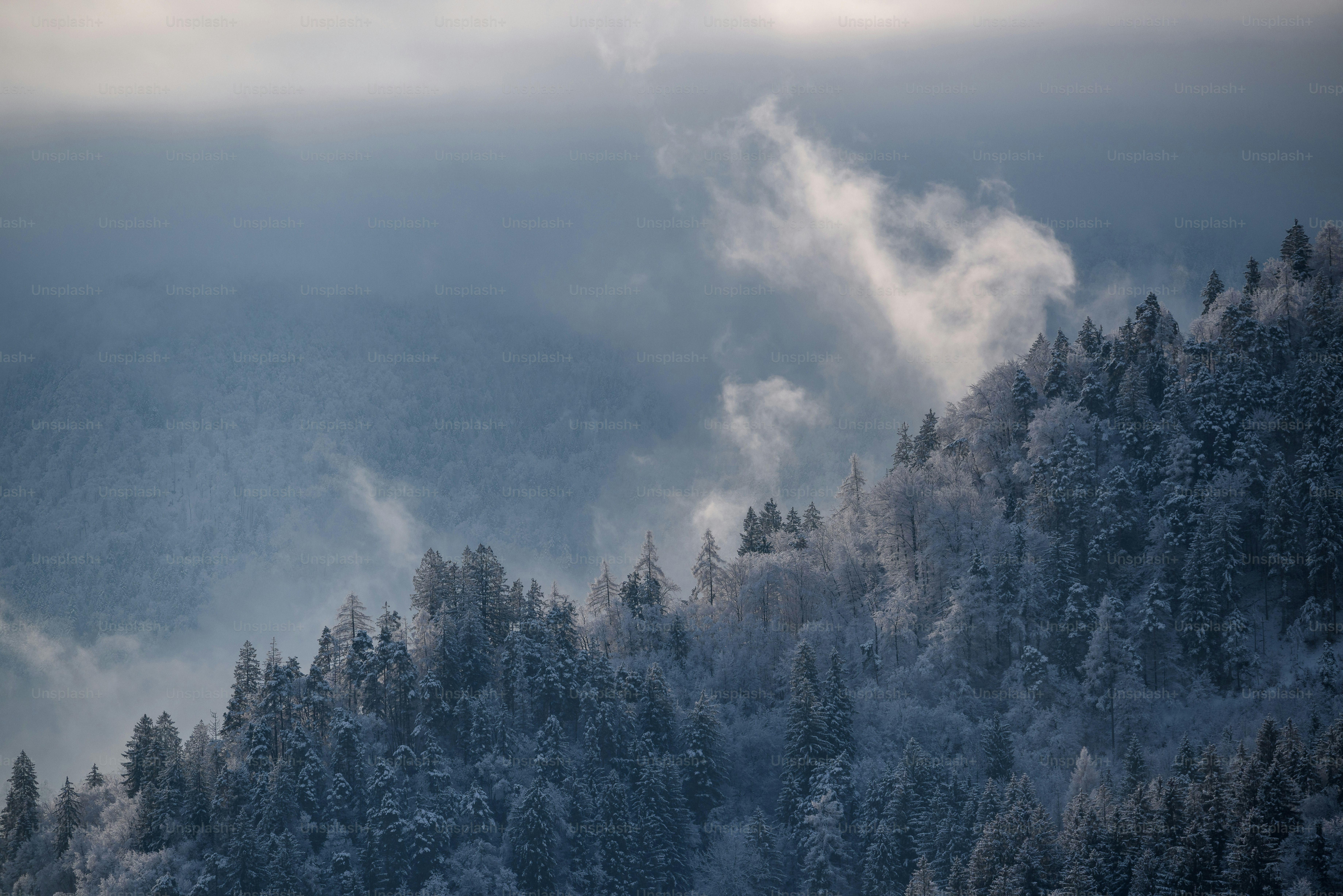 A group of trees covered in snow photo – Sunset Image on Unsplash