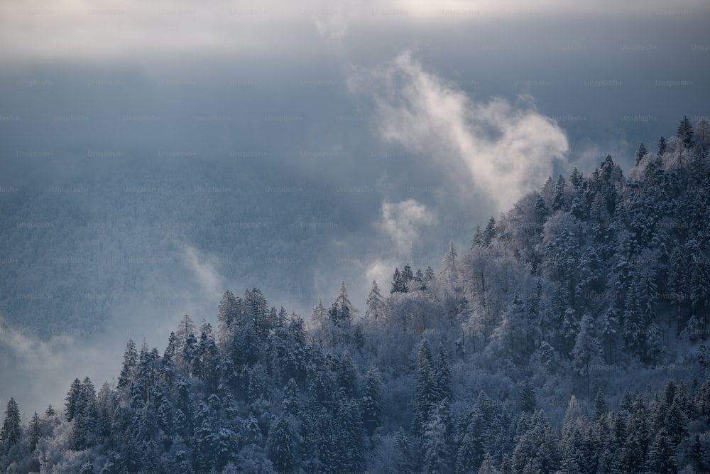 a forest of trees