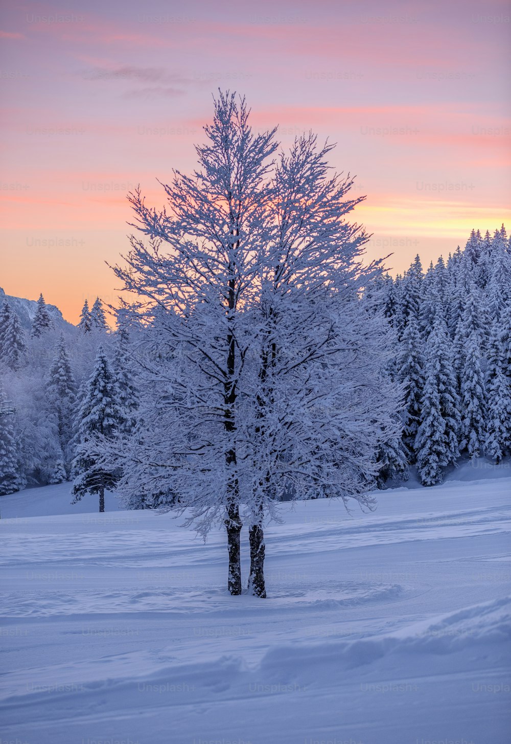 木々のある雪景色