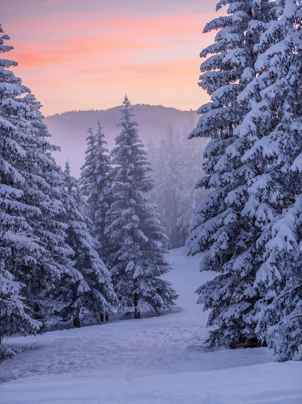 a snowy landscape with trees