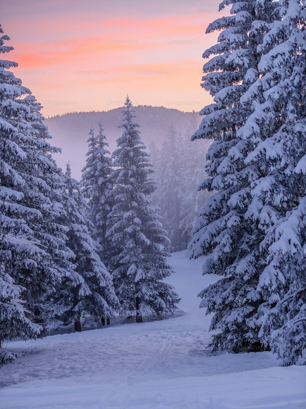 uma paisagem nevada com árvores