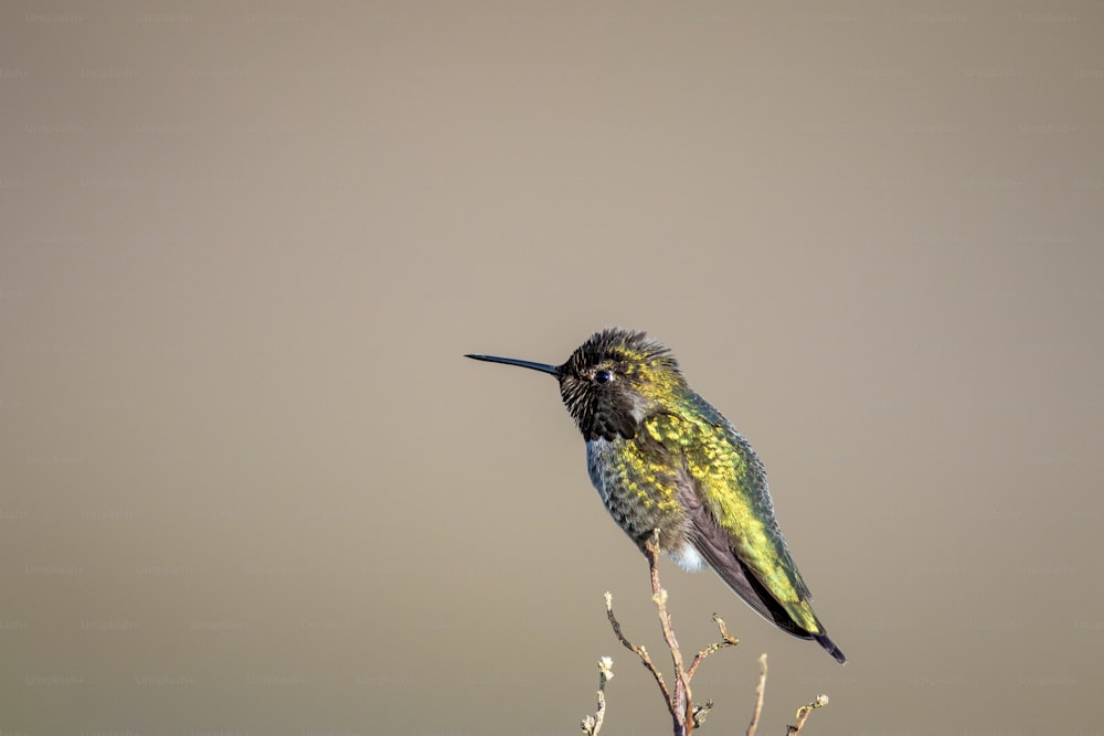 a bird sits on a branch