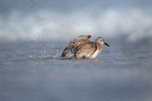 a duck swimming in water