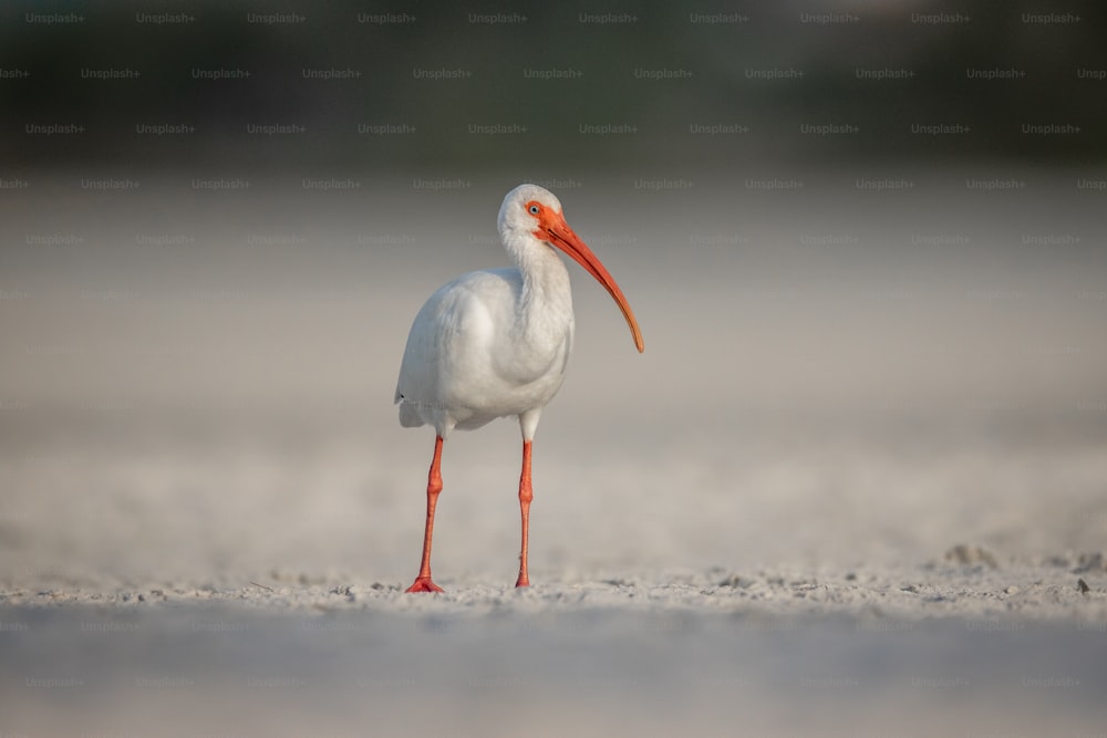 a bird with a long beak