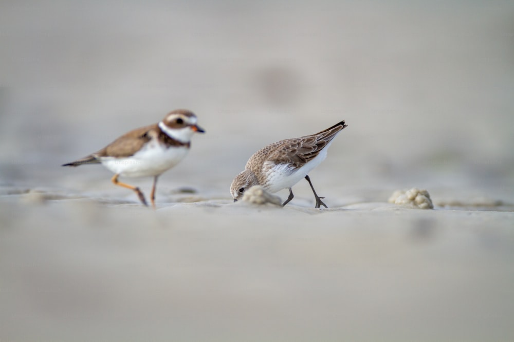 Pájaros caminando sobre la arena