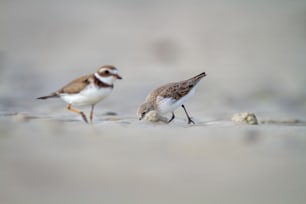 pássaros andando na areia