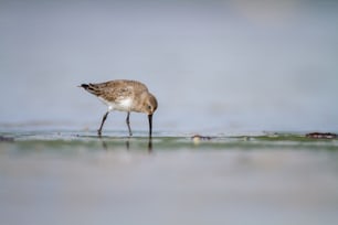 a bird walking on the beach