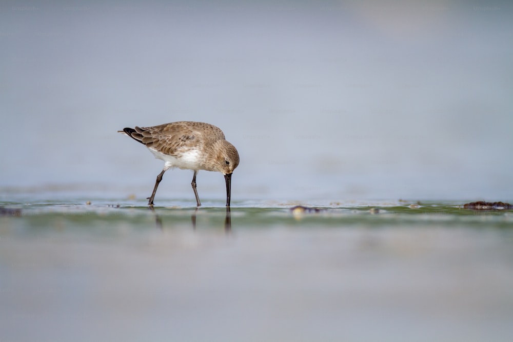 un uccello che cammina sulla spiaggia