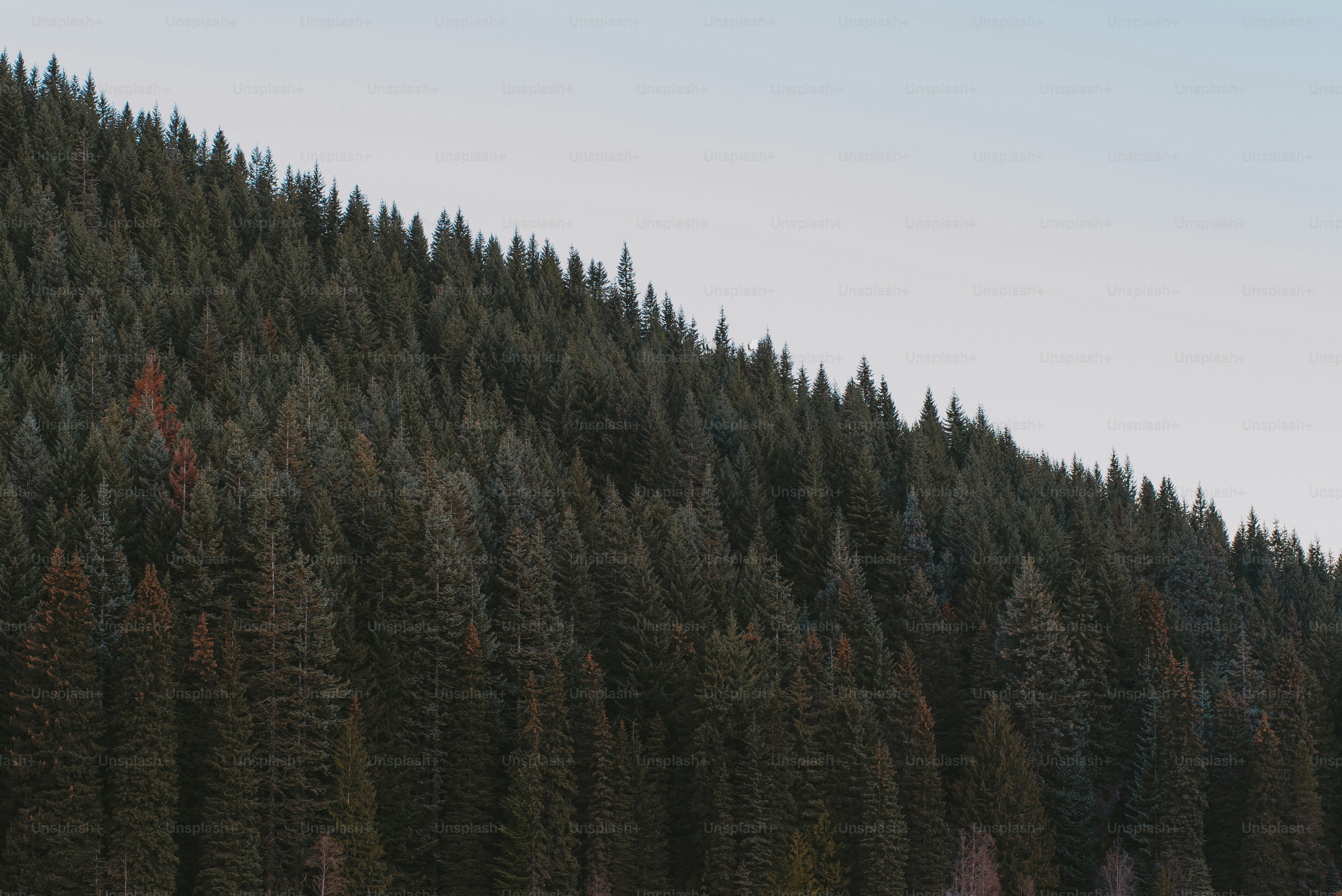 Una foresta di alberi