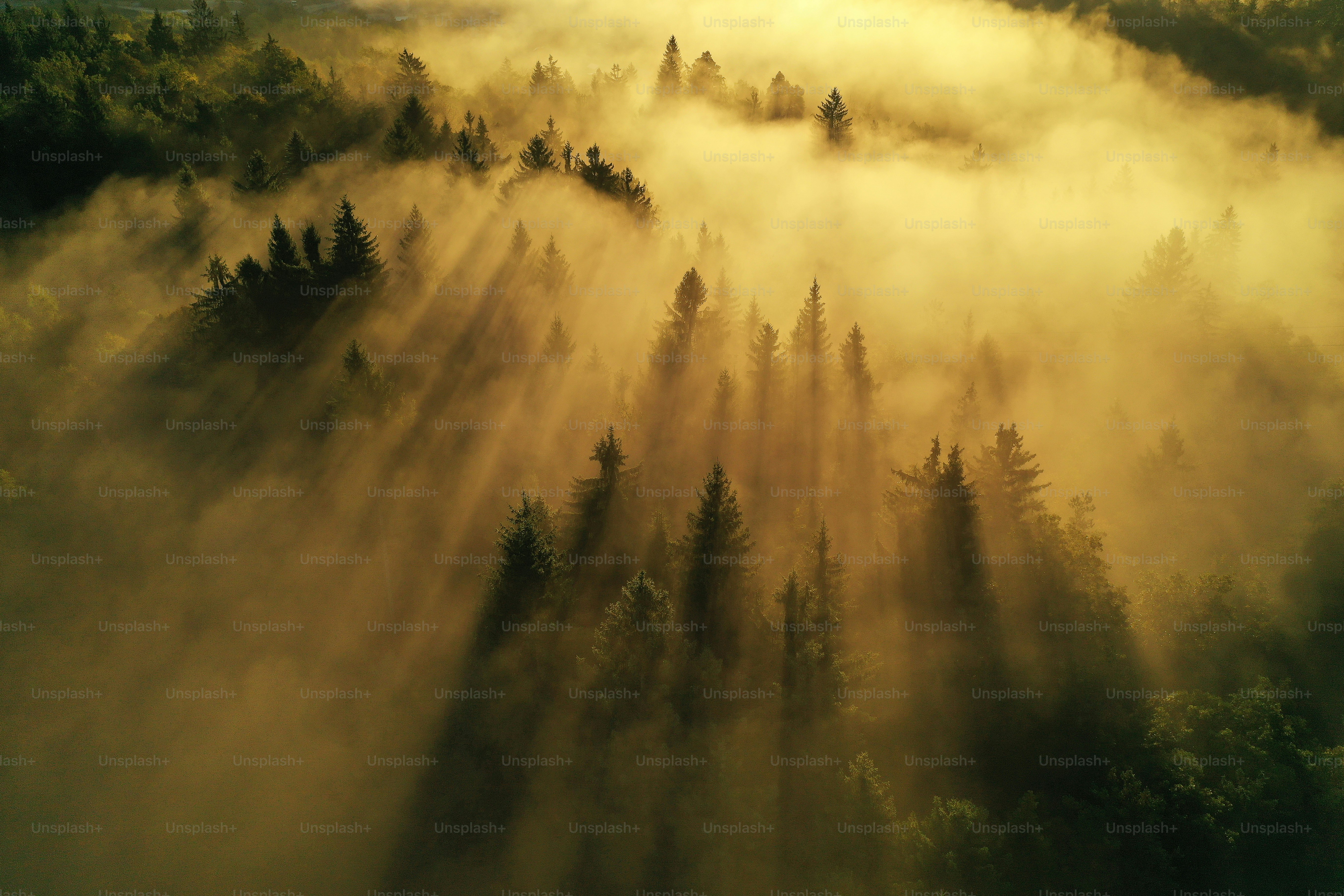 Ein Wald aus Bäumen