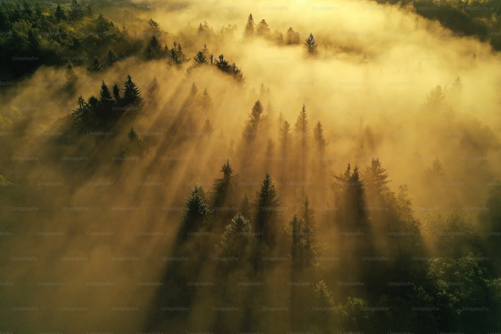 un bosque de árboles