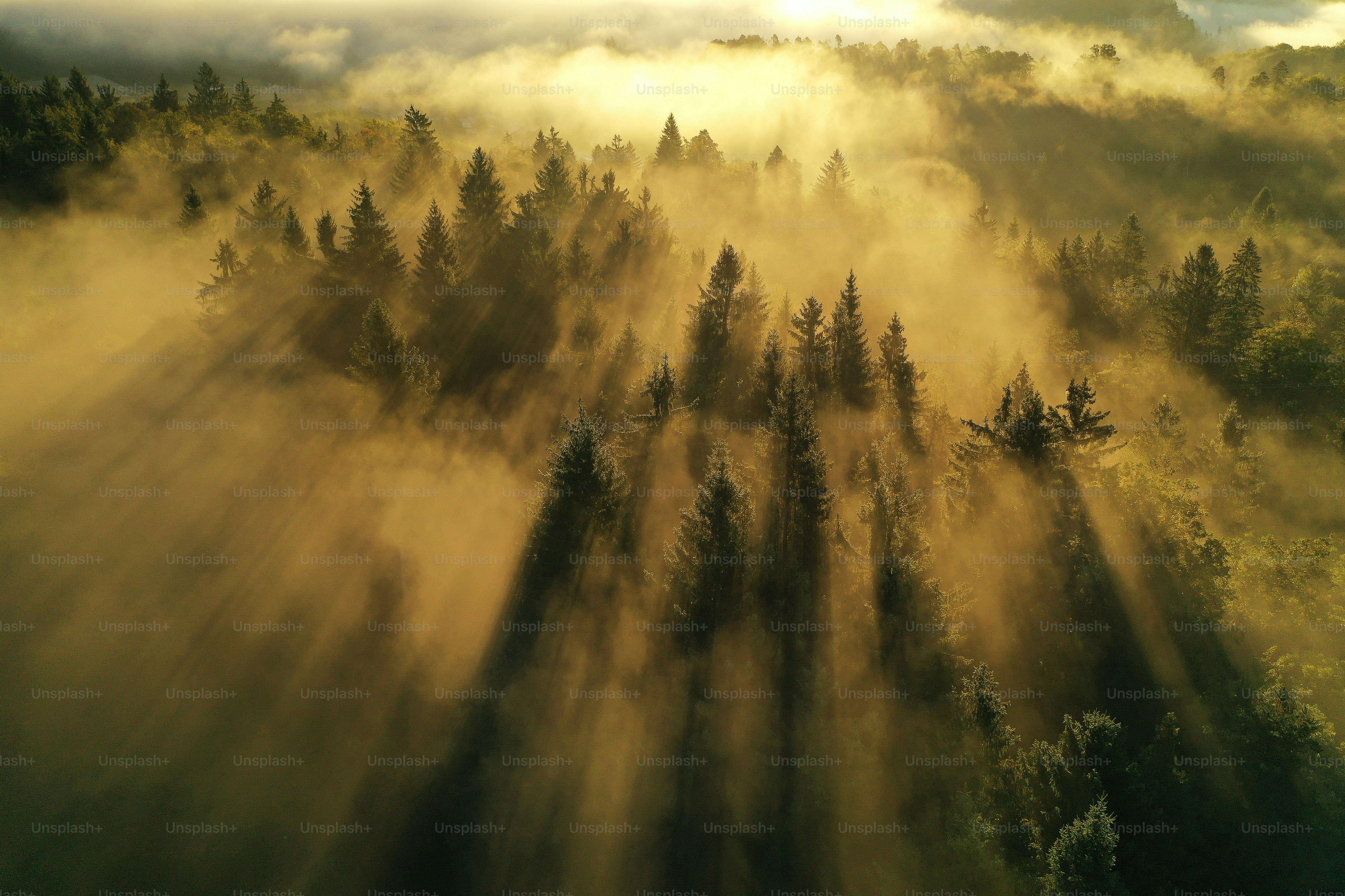 Ein nebliger Wald mit Bäumen