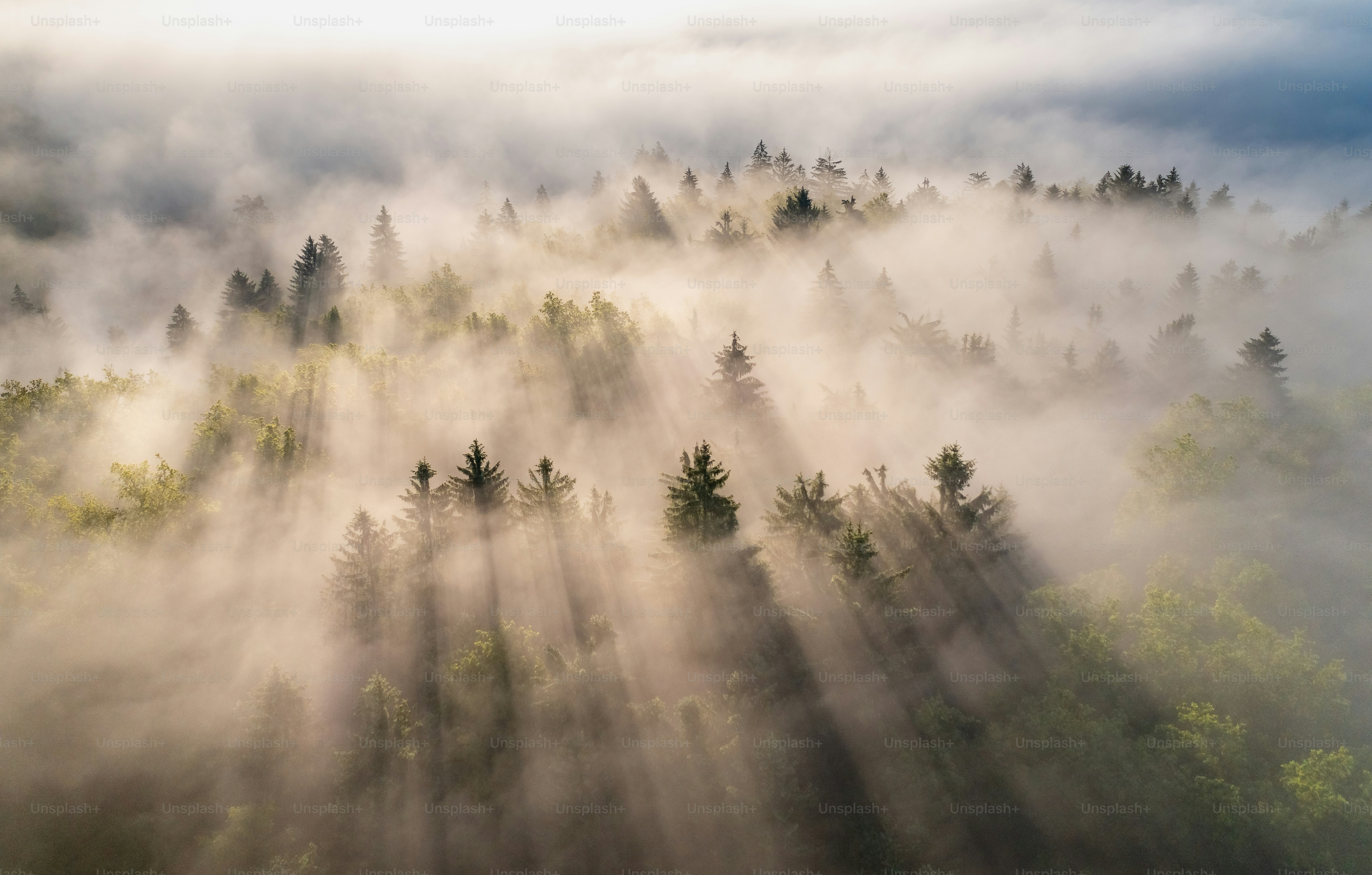 uma floresta nebulosa com árvores