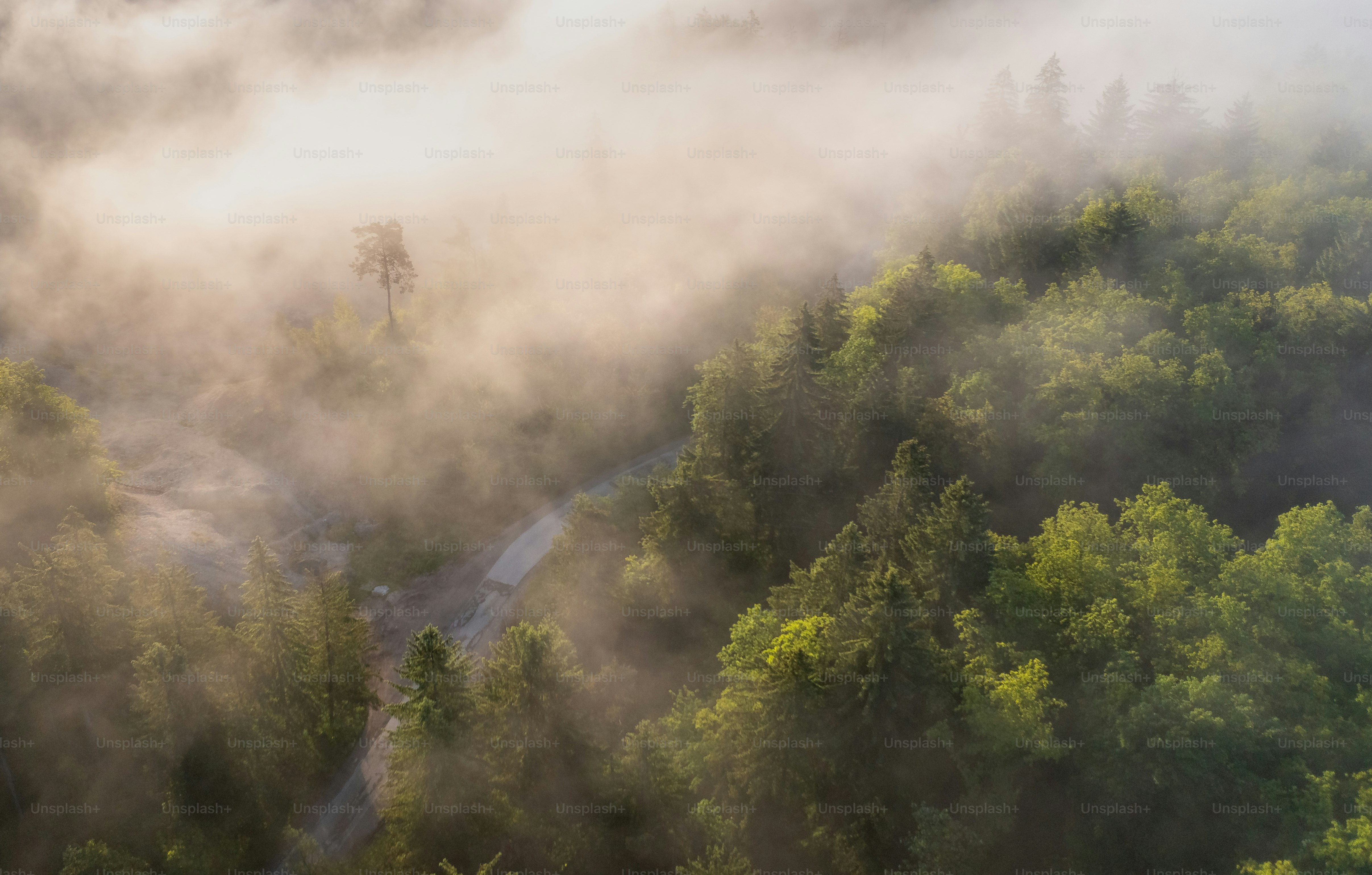 uma floresta nebulosa com um rio