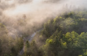 川のある霧の森