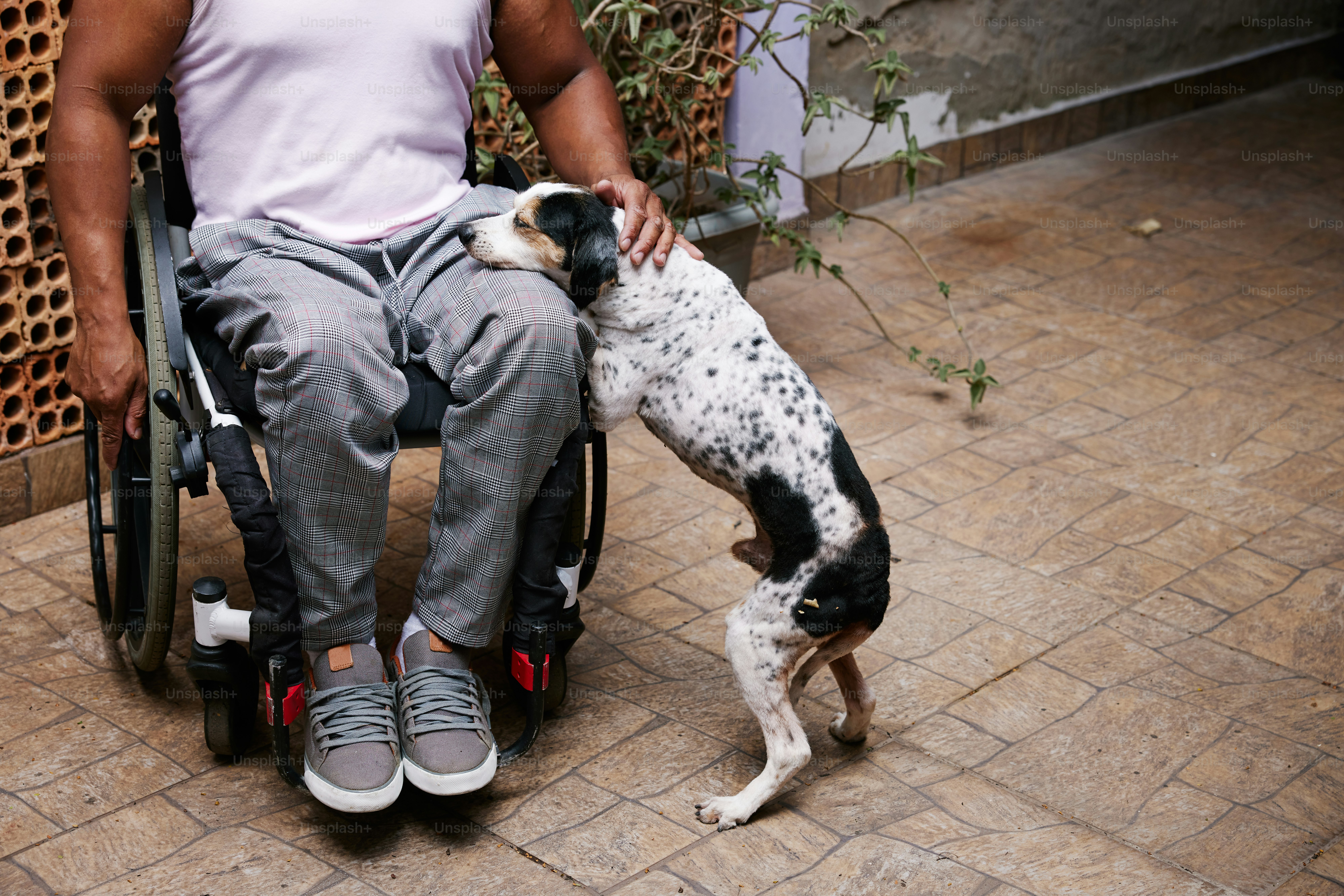 a dog in a wheelchair