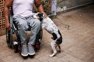 Un perro en silla de ruedas