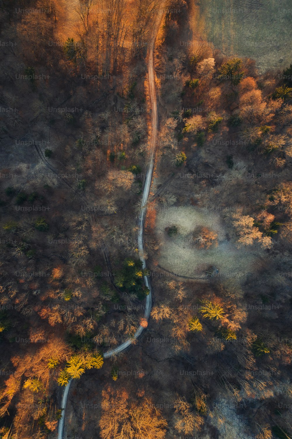 Un incendio en un bosque