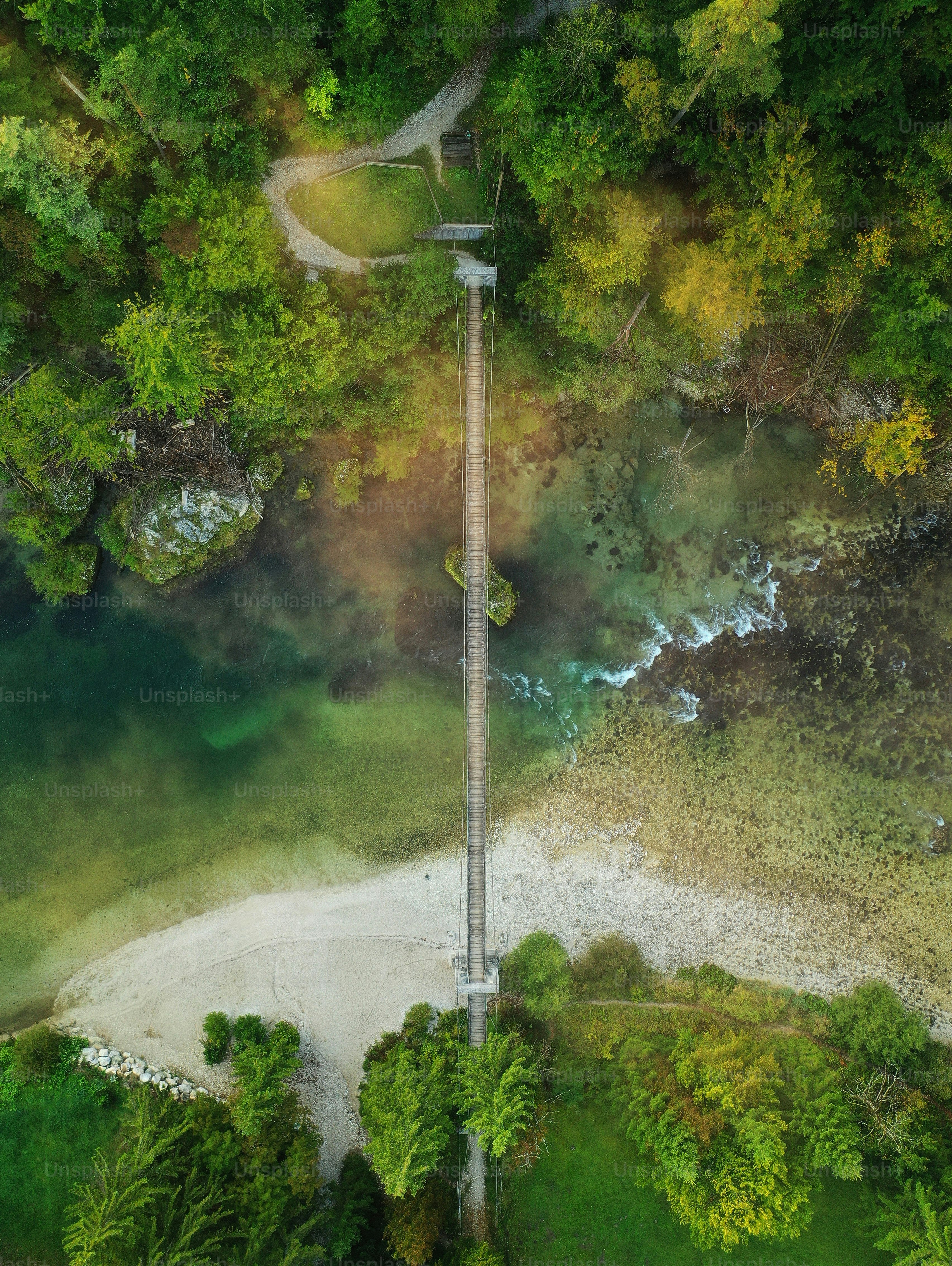 Una farola en un bosque