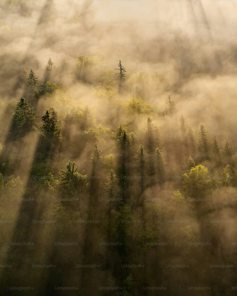 Un bosque con niebla