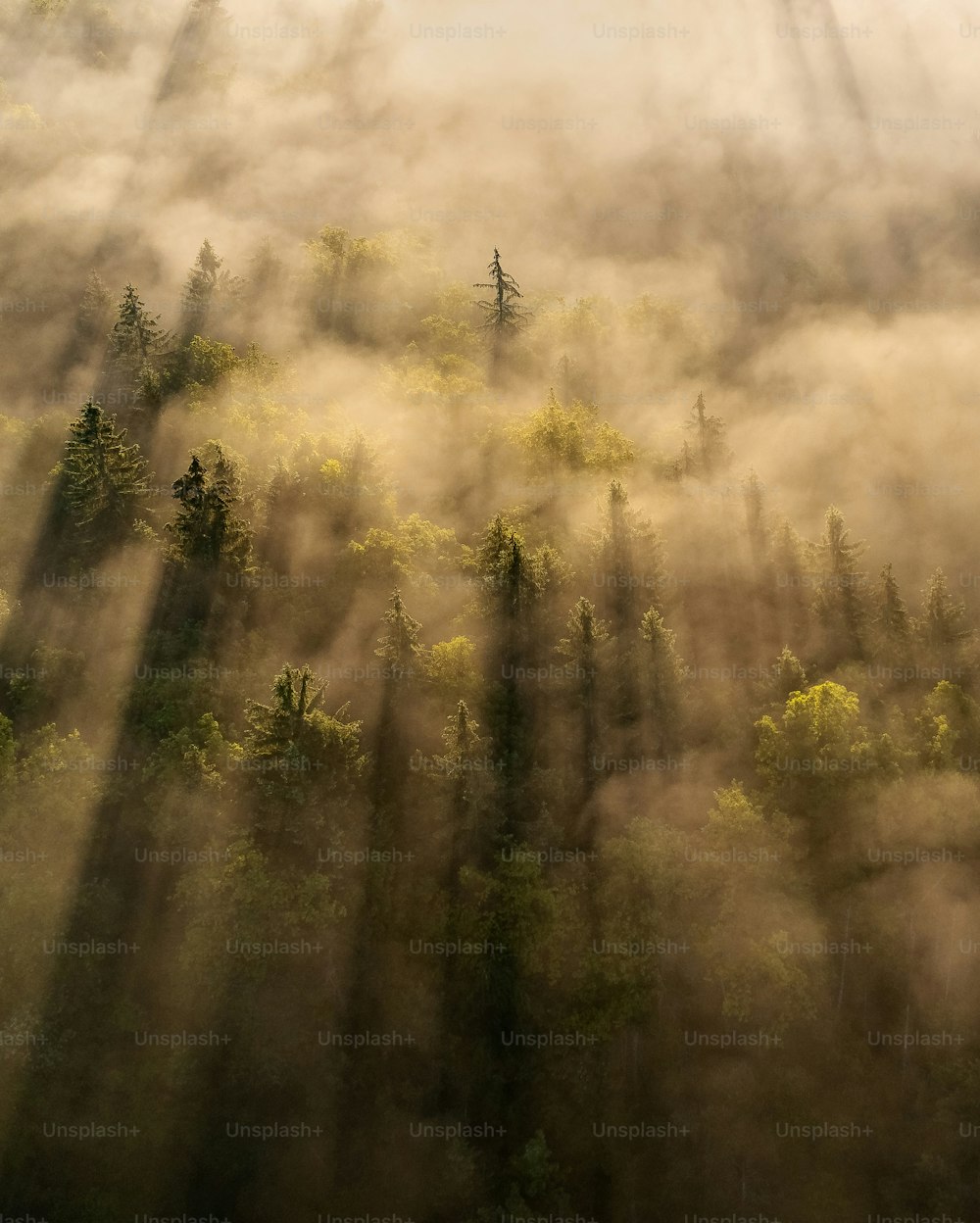 a forest with fog