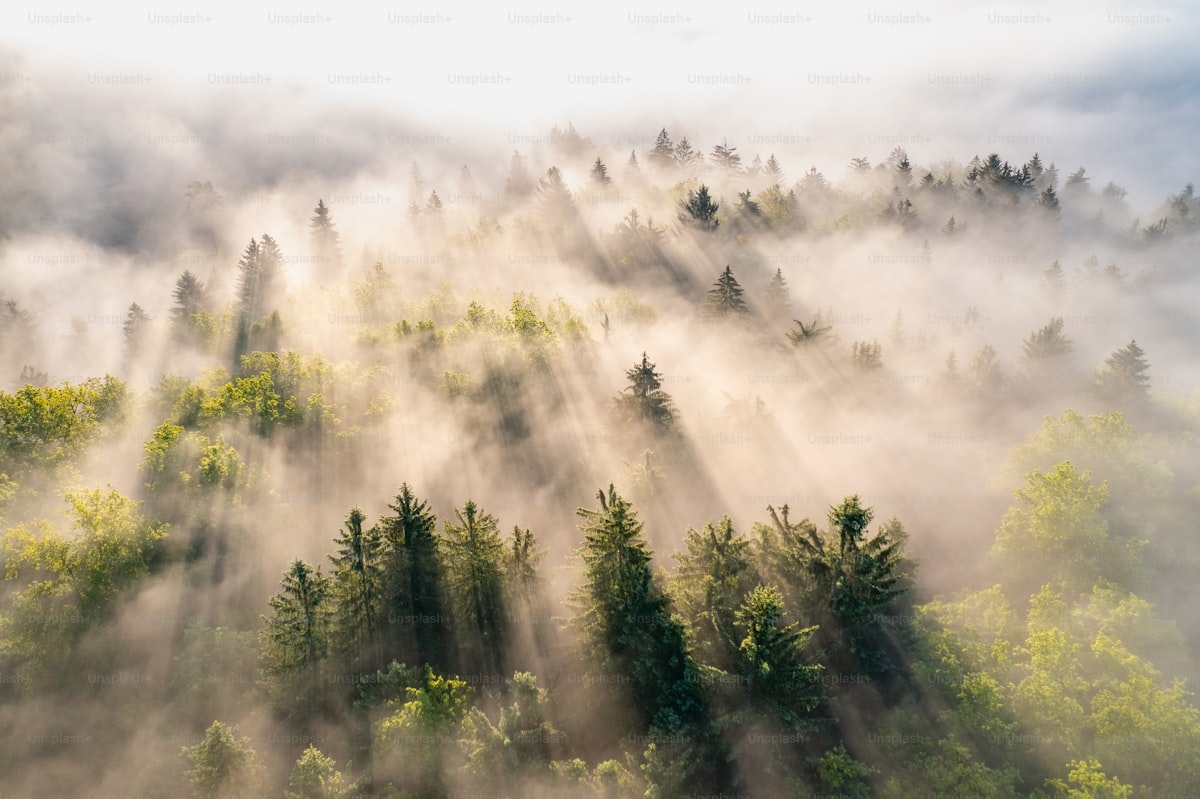 Forest of trees in soft light, shinrin-yoku / forest-immersion register