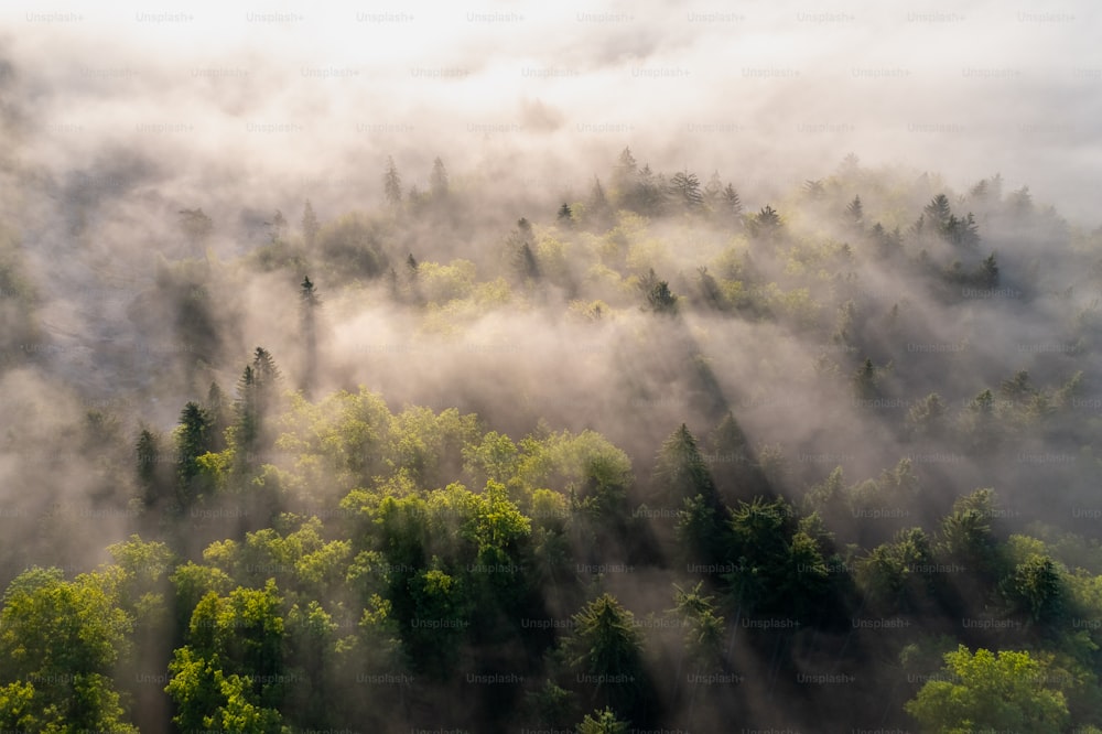 a forest of trees