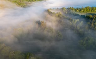 a forest of trees