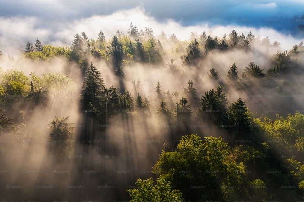 Une forêt brumeuse avec des arbres